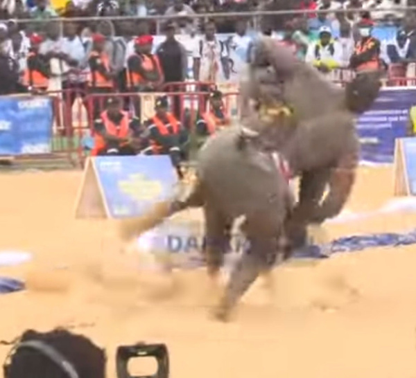 Tapha Tine balayé sans éclat : Franc impose sa loi avec sang froid et précision dans l’arène des jambar