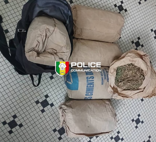 Trafic de drogue à Sédhiou  : 179 kg de chanvre indien saisis , un convoyeur arrêté