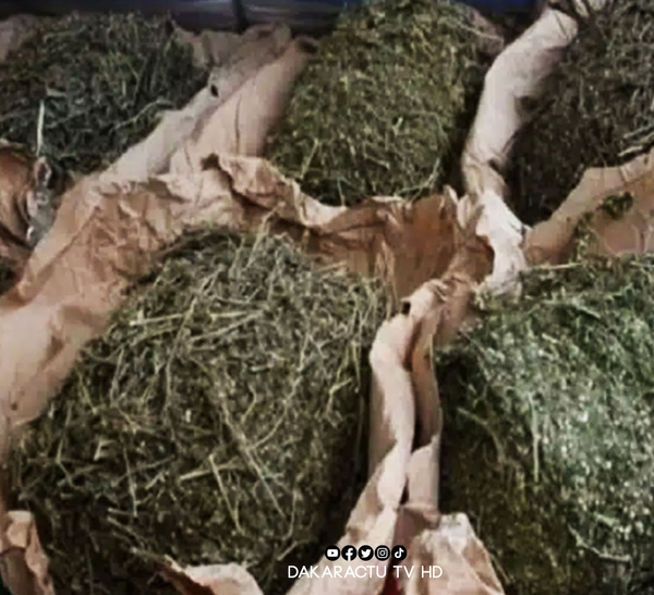 DIOURBEL : Un policier arrêté avec 161 kilos de chanvre indien, envoyé en prison