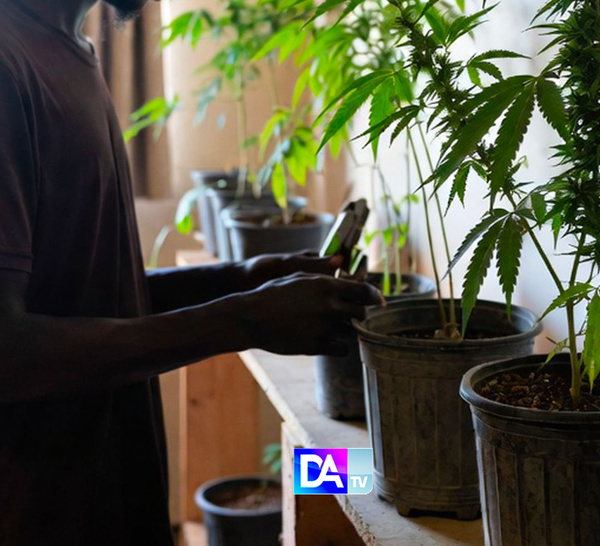 Thiès : il transformait son appartement en mini-plantation de Yamba…pour “se soigner”…“C’était pour ma consommation… et ma santé”
