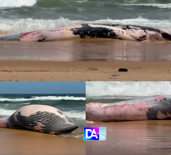 Guédiawaye : une baleine à bosse échoue sur la plage en face du Tribunal