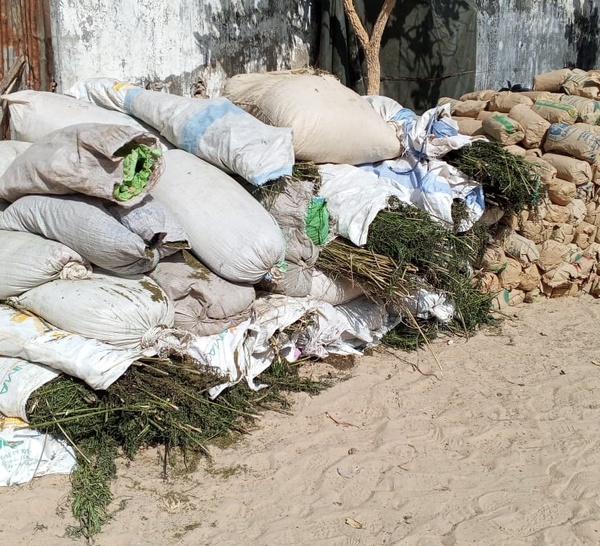 Casamance : L’Armée frappe fort contre les réseaux de trafic de chanvre indien, 14 arrestations 