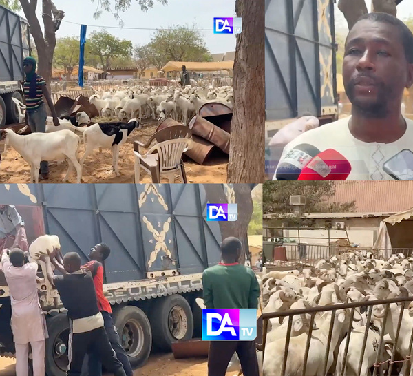 Tabaski 2026 : Des centaines de moutons invendus…les éleveurs réclament la tête du ministre Mabouba Diagne