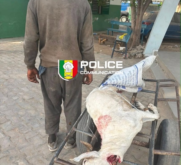 Médina : un homme arrêté pour avoir tenté de vendre la viande d’un mouton en état de décomposition