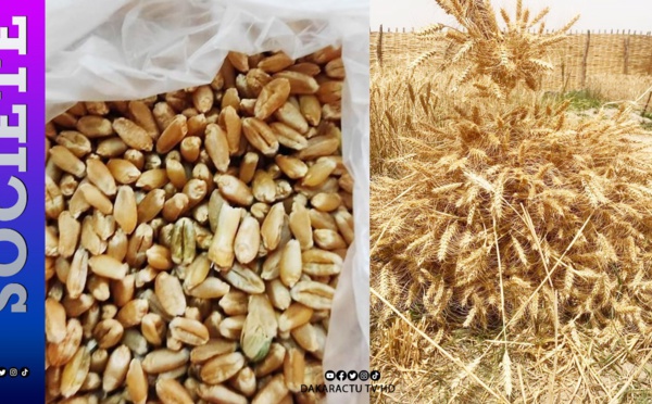 Kolda-Bassin de l'Anambé : Récolte des premières expériences de blé...