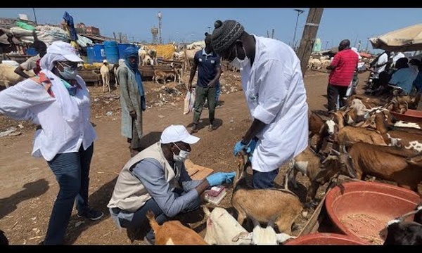 La fièvre de la Vallée du Rift menace - Dalifort-Foirail en alerte : Autorités et éleveurs s'unissent contre le virus