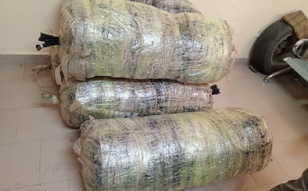 Mbour: La police effectue une saisie de 134 kg de chanvre indien à Ndioukh Fissel