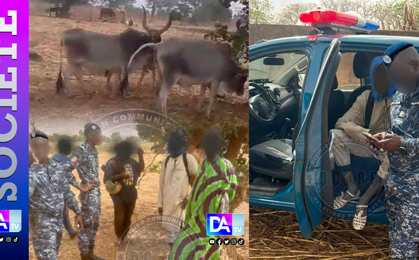 Nioro : un présumé voleur de bétail interpellé en flagrant délit… Six bœufs volés récupérés