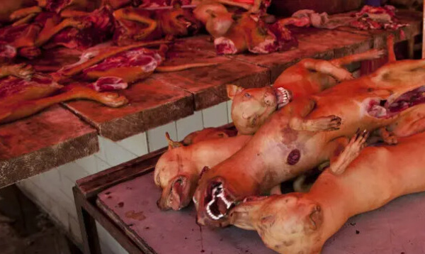 ​Le Nigeria, premier consommateur de viande canine en Afrique