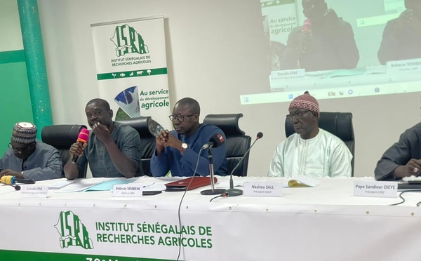 Riz sénégalais : chercheurs, autorités et producteurs réfléchissent aux stratégies face à la chute des prix mondiaux