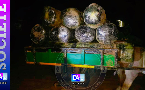 Warang (Mbour) : 600 kg de chanvre indien saisis sur la plage…un charretier arrêté, ses complices en fuite