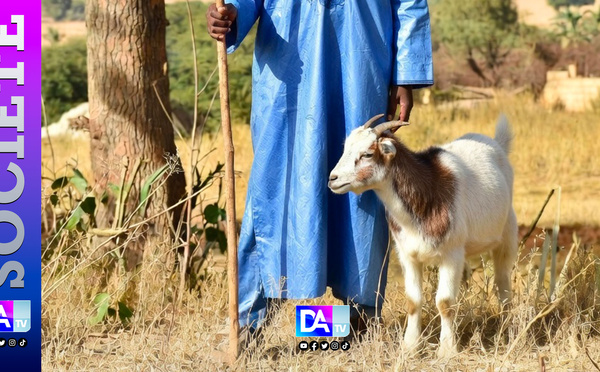 Violence familiale à Mbour : pour une chèvre, un berger insulte sa mère et menace de la tuer