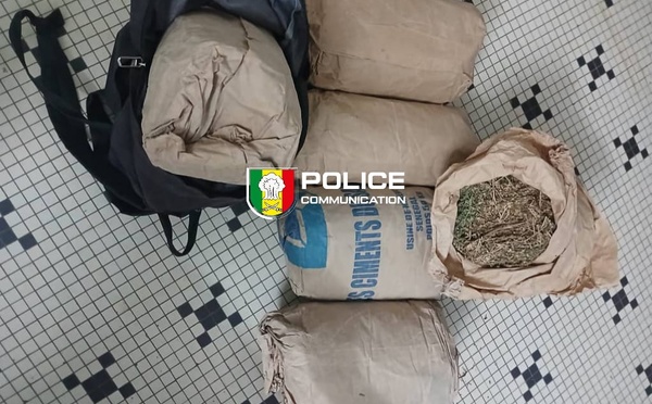 Trafic de drogue à Sédhiou  : 179 kg de chanvre indien saisis , un convoyeur arrêté