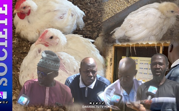 Korité 2026 : forte mortalité des poussins, hausse des coûts de production et risque de pénurie de poulets chez les éleveurs