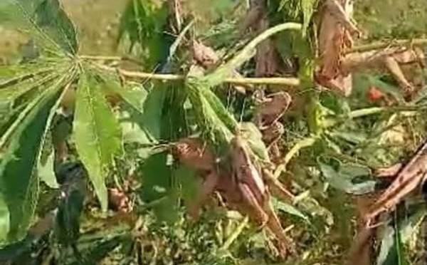 Ngayène Sabakh / Présence de criquets pèlerins dans les champs et les périmètres maraichers : les producteurs lancent un SOS