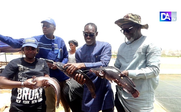 Darou Khoudouss - récolte de poisson-chat et de tilapia : "La pisciculture et l'agriculture sont des activités qui sont très complémentaires" (Samba Ka)