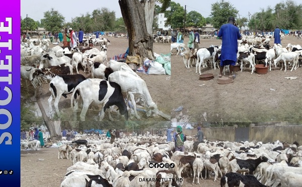 Thiès- crd préparatoire de la Tabaski:  230 mille moutons attendus...Vives inquiétudes avec la grève des transporteurs