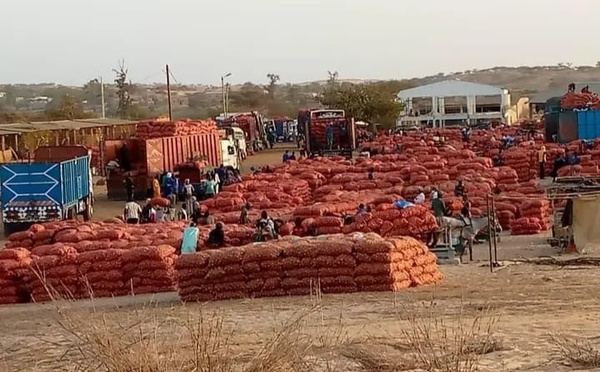 Marché de Potou : les producteurs d’oignon entre espoir et inquiétudes face à la concurrence