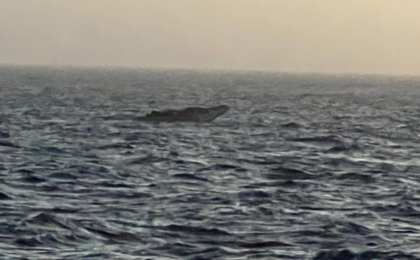 Émigration clandestine : la Marine nationale a secouru 132 migrants au large de Dakar