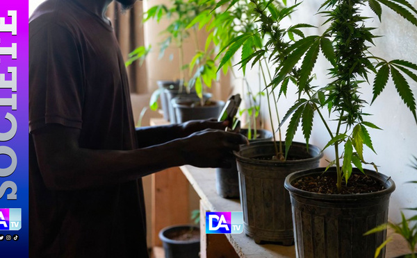 Thiès : il transformait son appartement en mini-plantation de Yamba…pour “se soigner”…“C’était pour ma consommation… et ma santé”