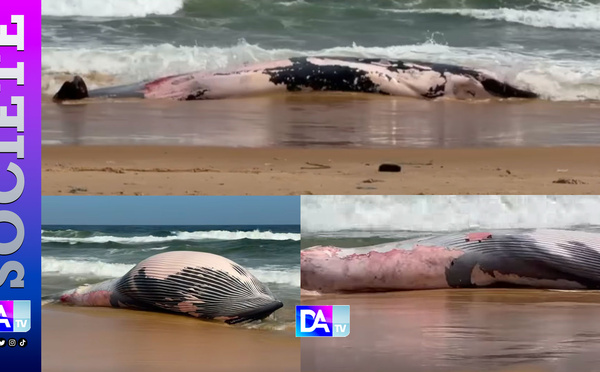 Guédiawaye : une baleine à bosse échoue sur la plage en face du Tribunal