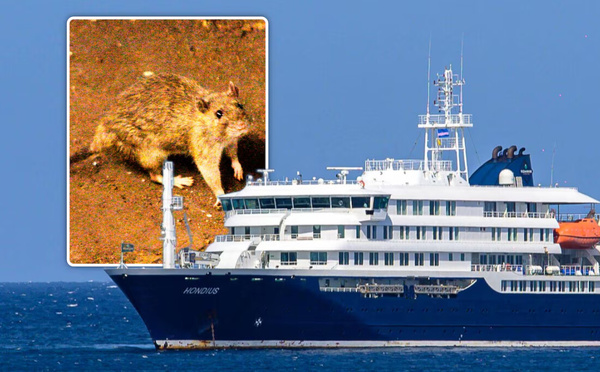 Un risque d’épidémie d’hantavirus? L’OMS se prononce sur le cas du navire au Cap-Vert
