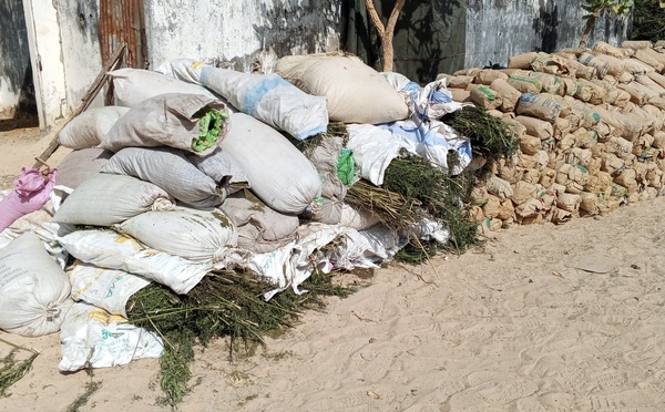 Casamance : L’Armée frappe fort contre les réseaux de trafic de chanvre indien, 14 arrestations 