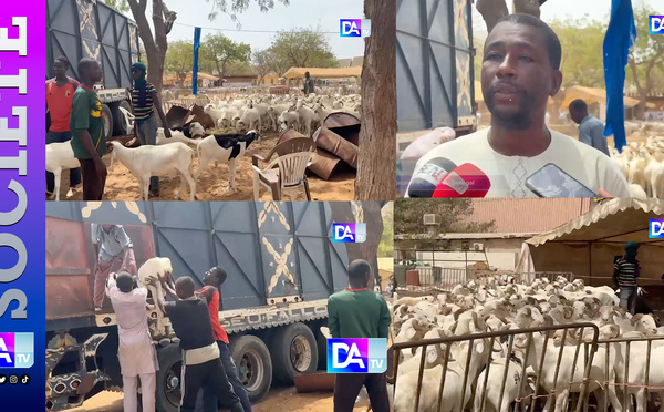 Tabaski 2026 : Des centaines de moutons invendus…les éleveurs réclament la tête du ministre Mabouba Diagne