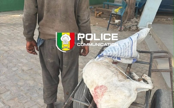 Médina : un homme arrêté pour avoir tenté de vendre la viande d’un mouton en état de décomposition