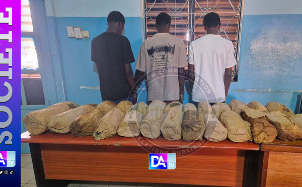 Petit Mbao : 26 kg de chanvre indien saisis, trois suspects arrêtés par la gendarmerie
