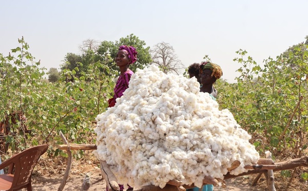 Le coton malien ne partira plus brut : Bamako tisse son avenir