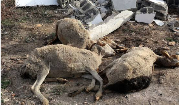 HLM 6 : un homme arrêté pour abattage  et vente de brochettes préparées à partir de cadavres de moutons