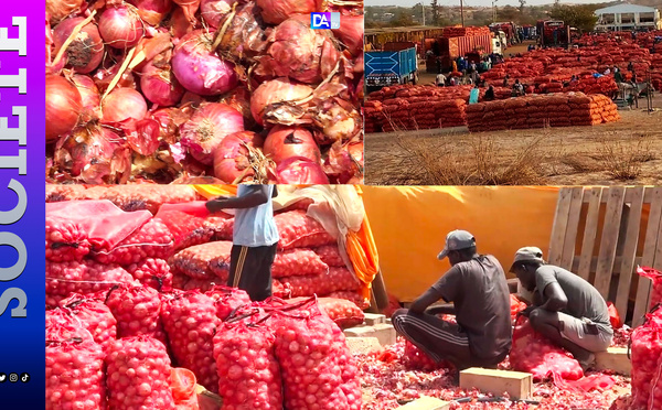 Oignon : la reprise des importations ravive la colère des petits producteurs sénégalais