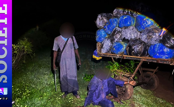 Mbodiène : 427 kg de chanvre indien saisis, un convoyeur armé d’une machette interpellé