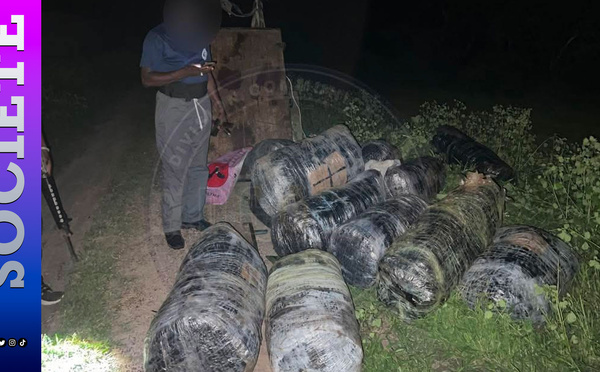 Mbodiène : 375 kilos de chanvre indien saisis après la fuite d’un groupe armé de machettes