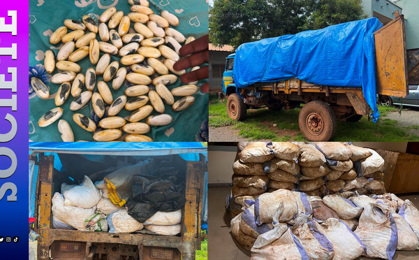 Kédougou : La Douane saisit 1,5 kg de cocaïne et 7,5 tonnes de cyanure