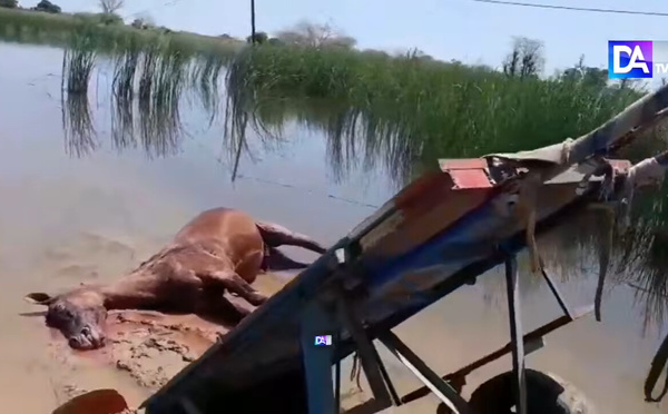 Sidy : Un cheval meurt électrocuté, son cocher échappe de justesse, les populations sollicitent l'érection d'un pont sur cet axe