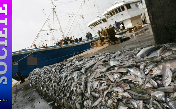 Pêche sénégalaise : la chute de 32,9 % des débarquements industriels inquiète la filière