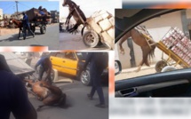 Mal traitance animale au Sénégal : Qu'en disent la loi et la religion? Focus sur le point de vue des sénégalais