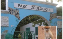 Un singe « patass roux » s'échappe et blesse une dame au Parc Hann: « c’est un sabotage, quelqu'un est venu soulever la cage de sécurité du primate…nous avons pris les mesures pour la Dame jusqu’à ce que… » (Source ministère)
