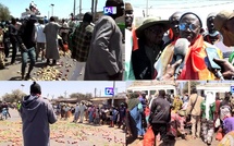 Zone des Niayes- problème de commercialisation: les maraîchers déversent leurs productions sur la route