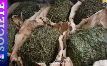 Frontière sénégalo-gambienne : un trafiquant “miné” avec 2 kg de drogue démasqué