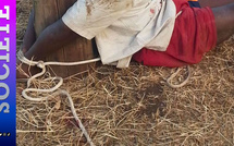 Kolda : surpris lors d’une tentative présumée de vol de bétail, Abdourahmane Ba ligoté puis violemment lynché